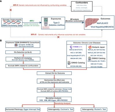 Associations between type 2 diabetes mellitus and chronic liver diseases: evidence from a Mendelian randomization study in Europeans and East Asians